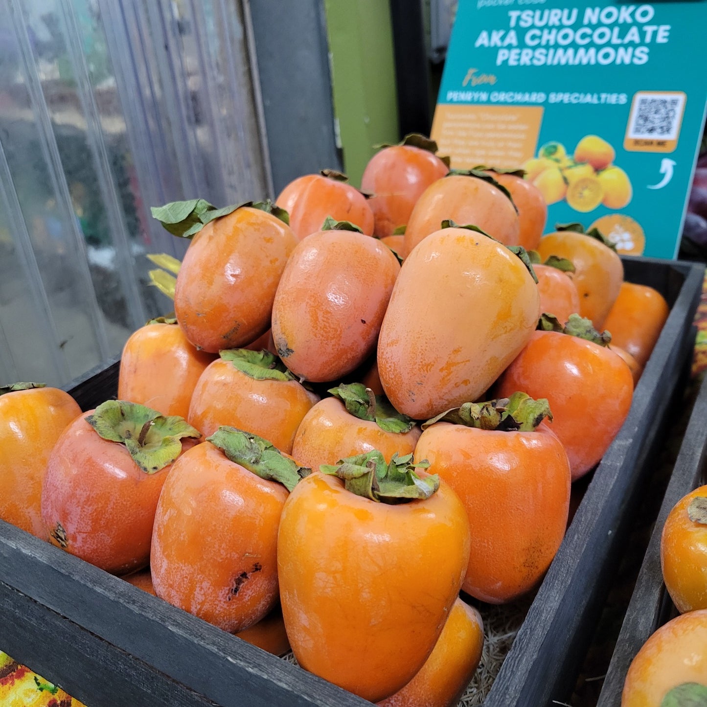Tsuru Noko Aka Chocolate Japanese Persimmon Tree, Tsurunoko完全甘柿, 鹤之子日本甜柿