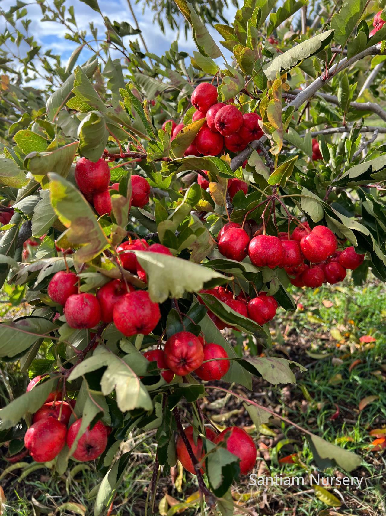 Giant Red Orange Chinese Hawthorn tree, bare root. 金桔红山楂,山査子(サンザシ)