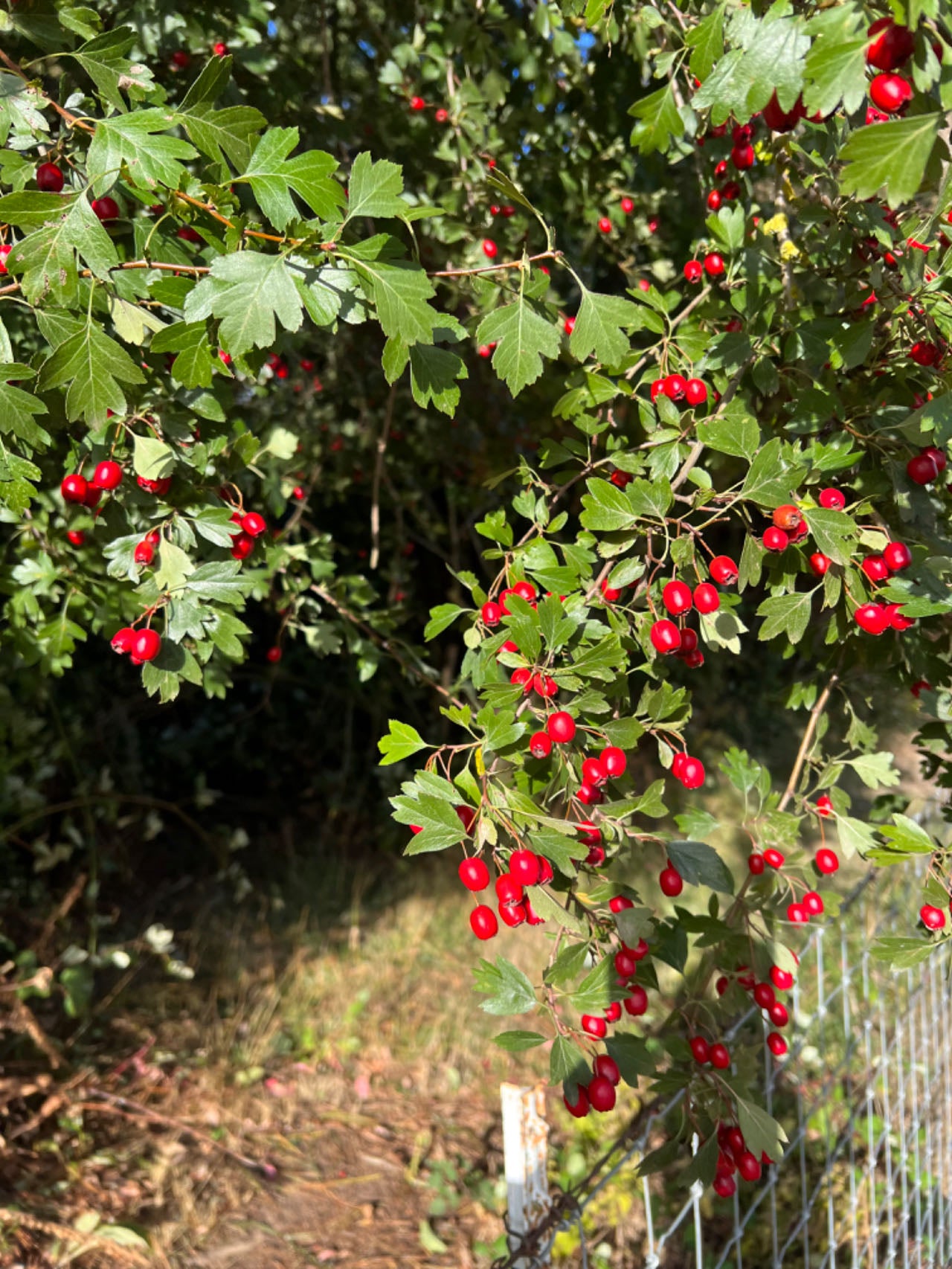 Wild Hawthorn tree, Crataegus monogyna ,Chinese Hawthorn's rootstock 野山楂,山楂砧木