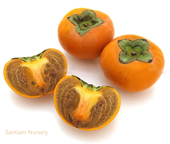 Coffee Cake Japanese Persimmon, Nishimura Wase, 西村早生(にしむらわせ)柿