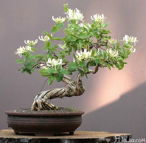 Japanese honeysuckle plants with roots , herb, perfect for bosai 忍冬、金银花苗