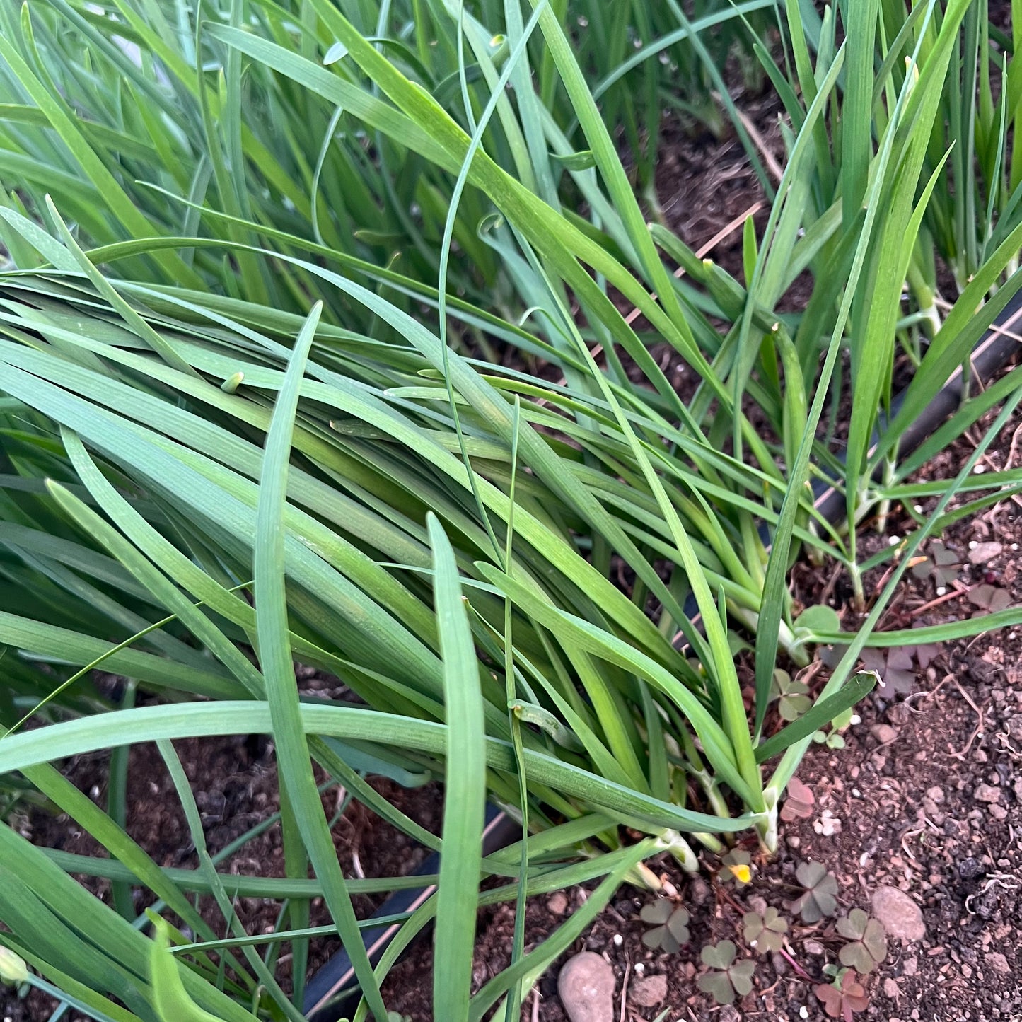 Garlic chives 40 plants.韭菜根