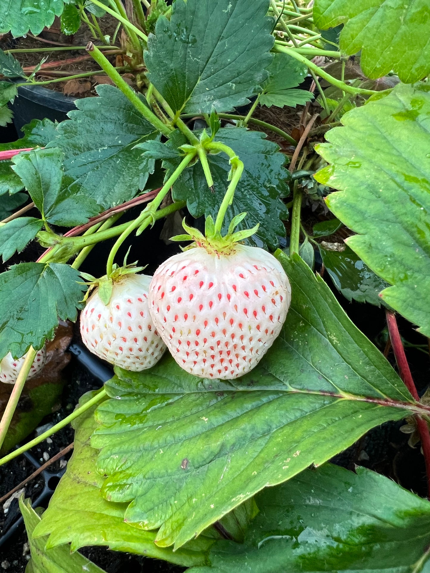 Japanese Angel's Strawberry, White Strawberry, 6 bare root plants,天使のいちご AE