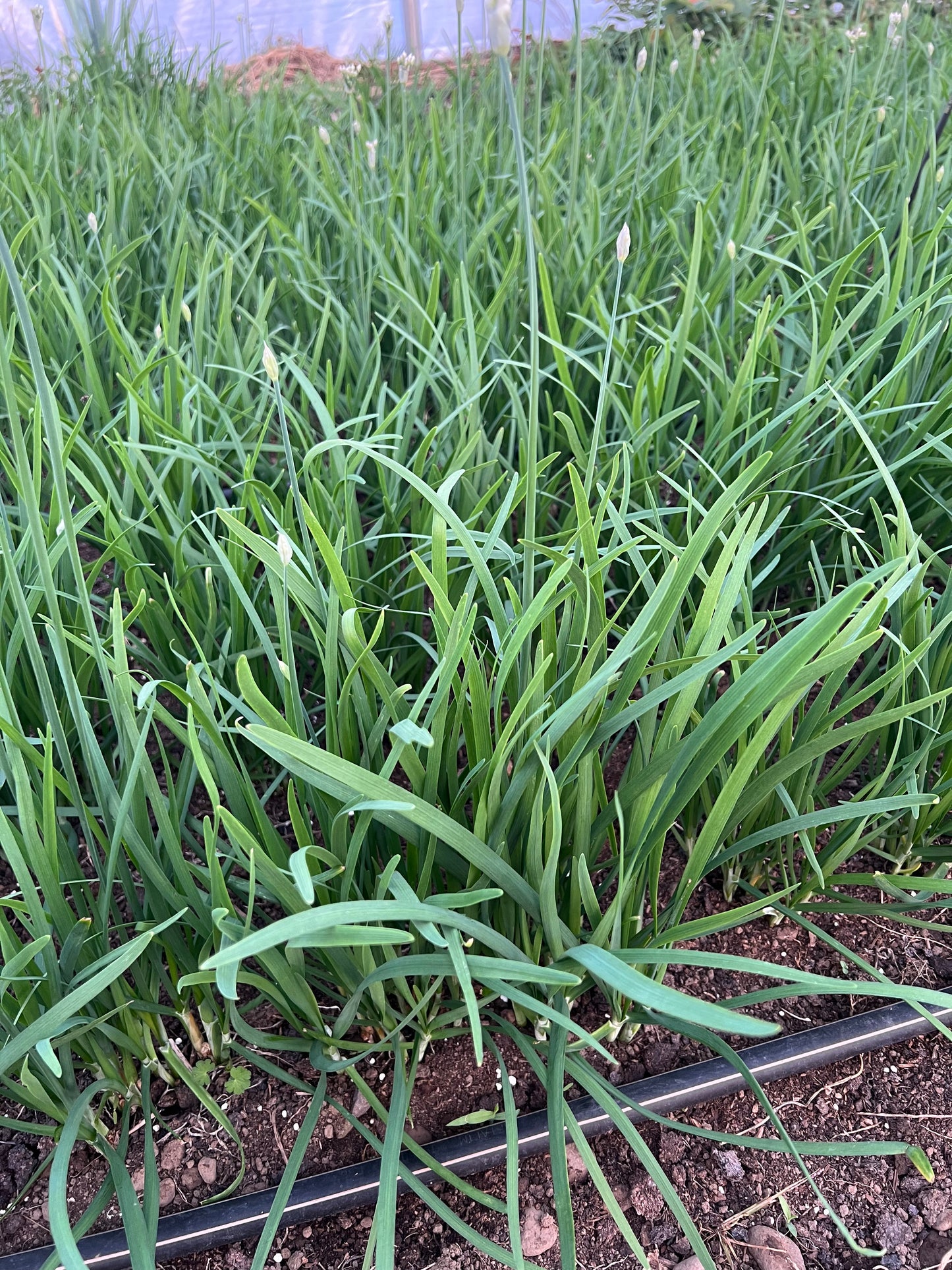Garlic chives 40 plants.韭菜根