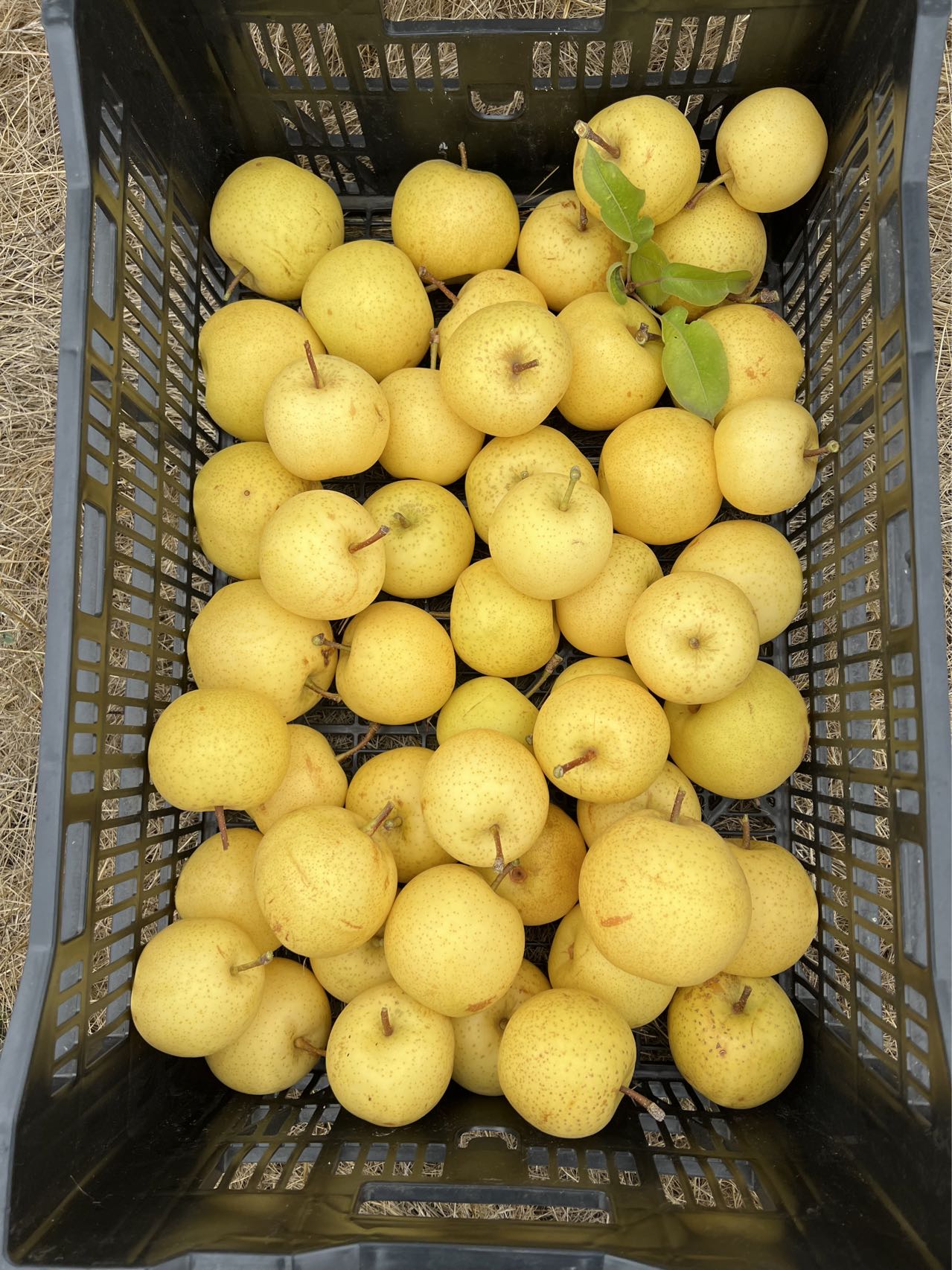 Pre sale 2026! Korean Golden Pear Tree, bare root, 황금배, 韩国黄金梨