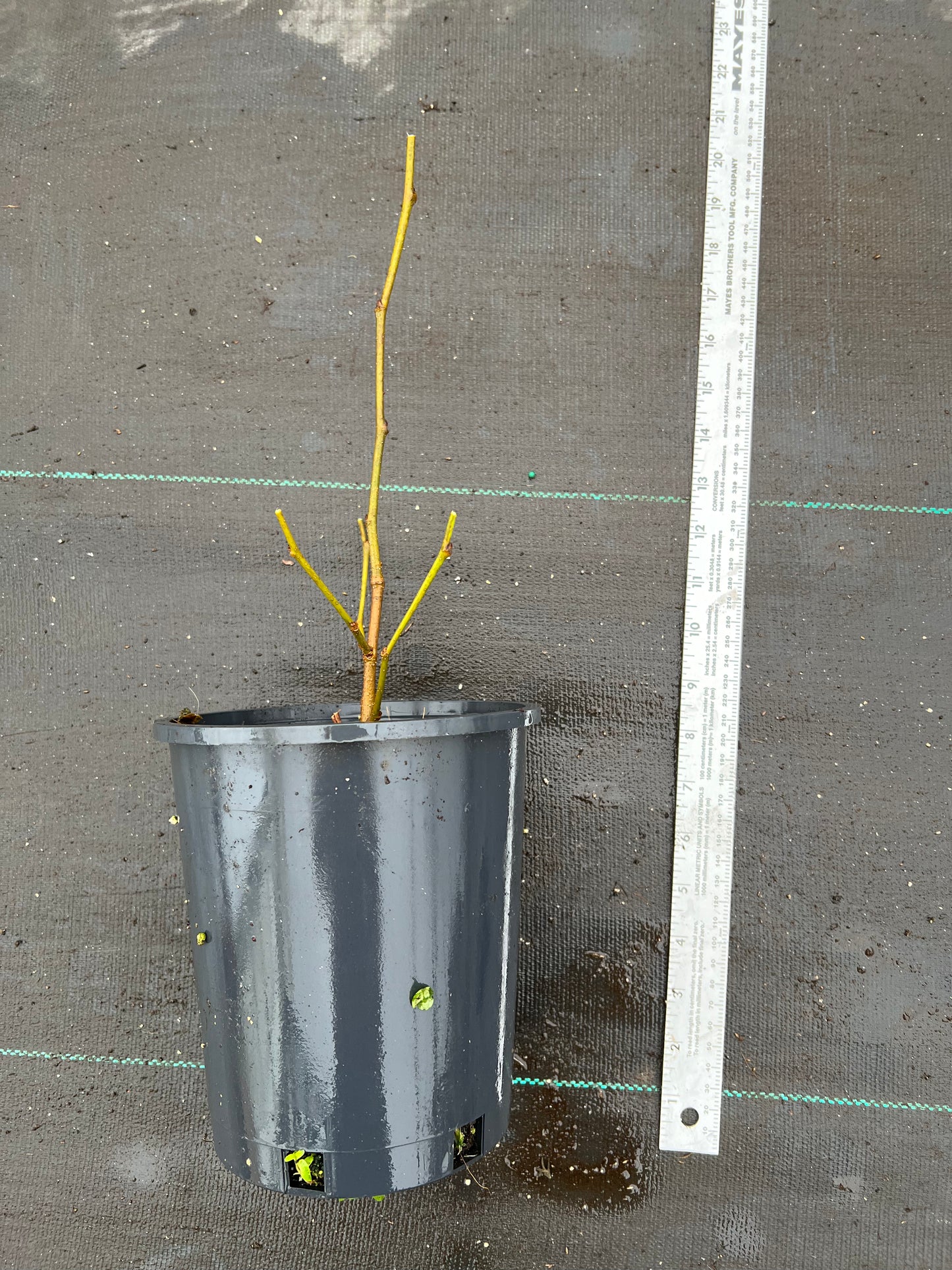 White Mulberry Tree , Morus Alba, bare root 白桑葚