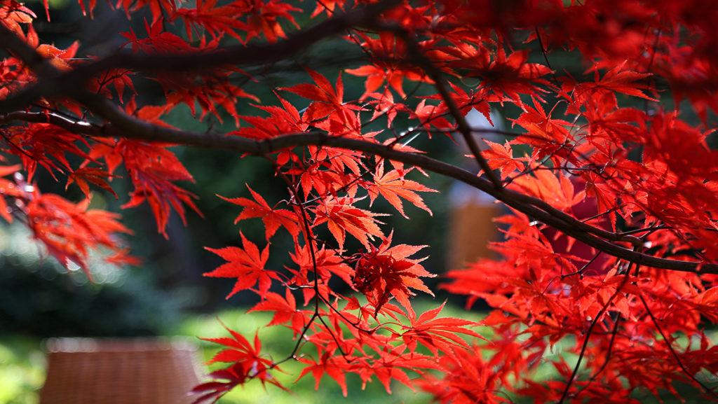 Red Japanese Maple tree，Acer palmatum 'atropurpureum' 伊呂波紅葉 いろはもみじ 日本红枫