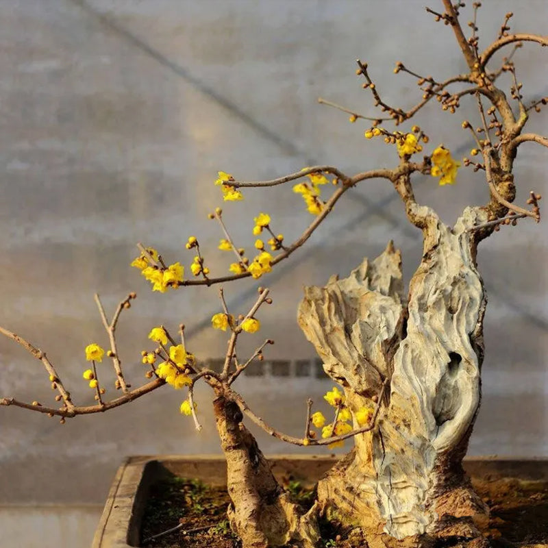 Wintersweet tree,Japanese allspice, ice flower. Chimonanthus praecox 腊梅,蜡梅苗 US Seller
