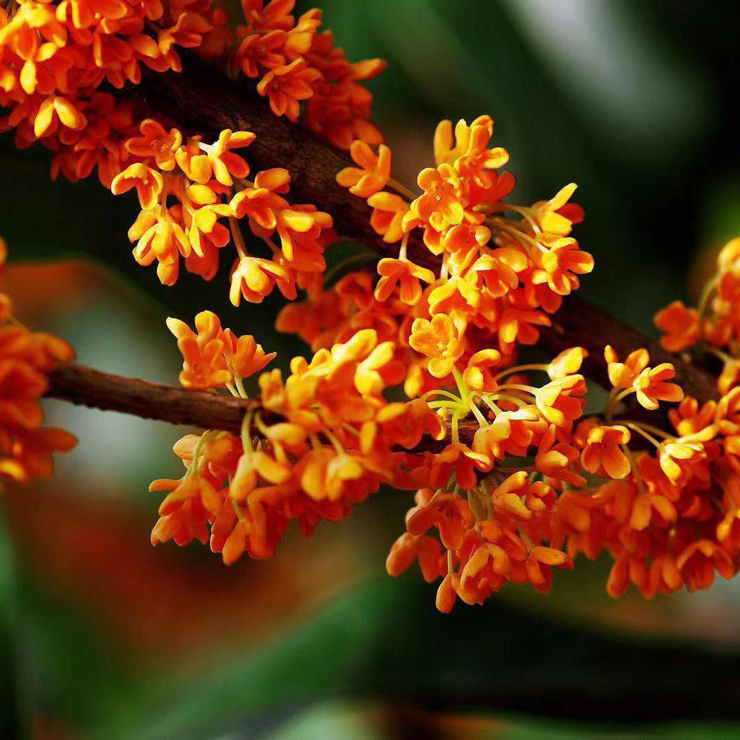 Orange Sweet Osmanthus tree, Fragnant Tea Olive, 丹桂 ,桂花树苗 木犀の花