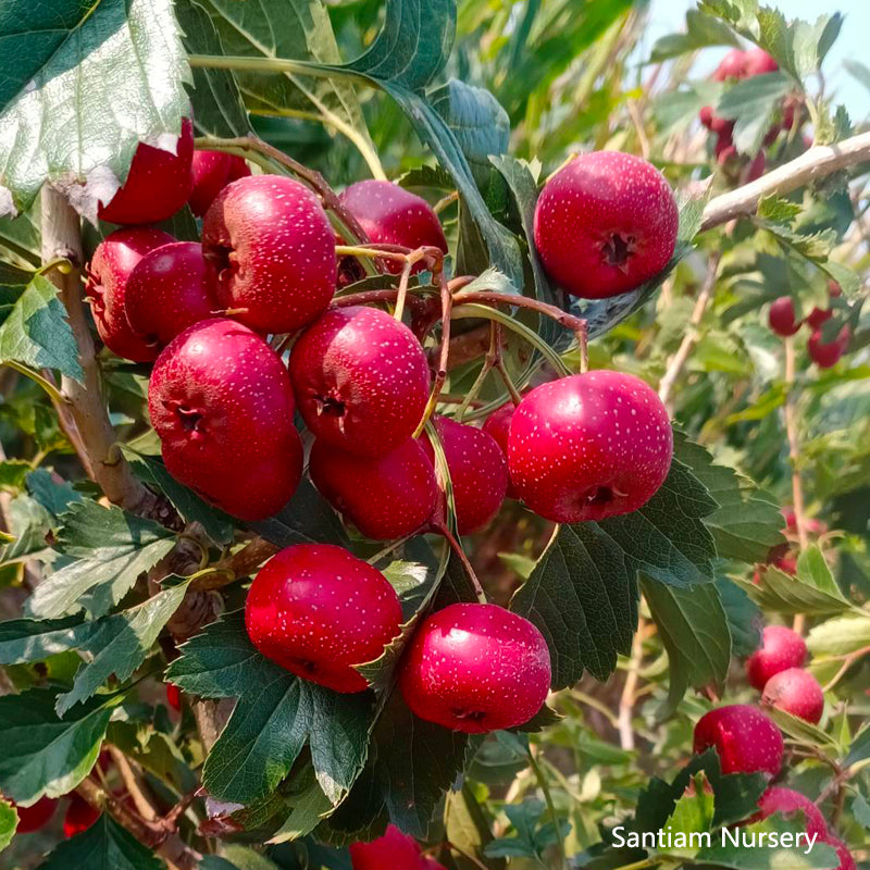 Sweet Pearl Chinese Hawthorn tree, bare root, 甜红子,甜山楂,山査子(サンザシ)
