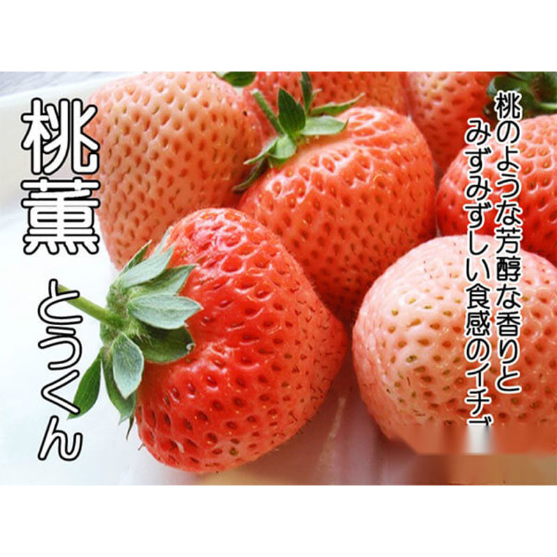 Japanese Peach Strawberry "Momo Ichigo" plants, 6 plants, potted 桃薫(とうくん)