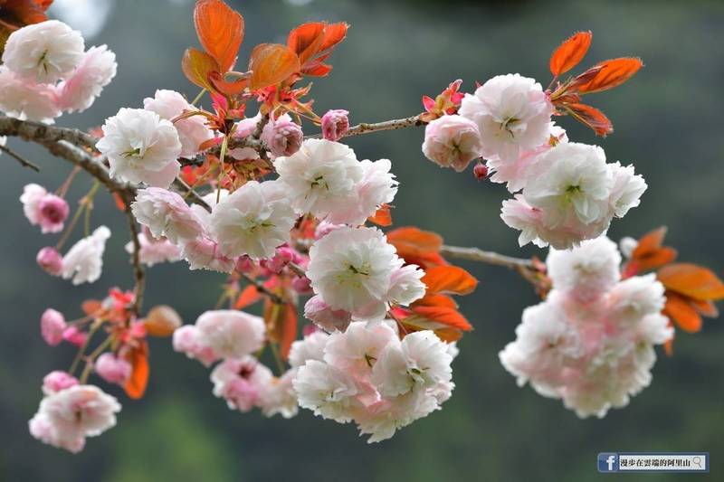Shirofugen Flowering Cherry Tree, Bare Root 白普賢,シロフゲン