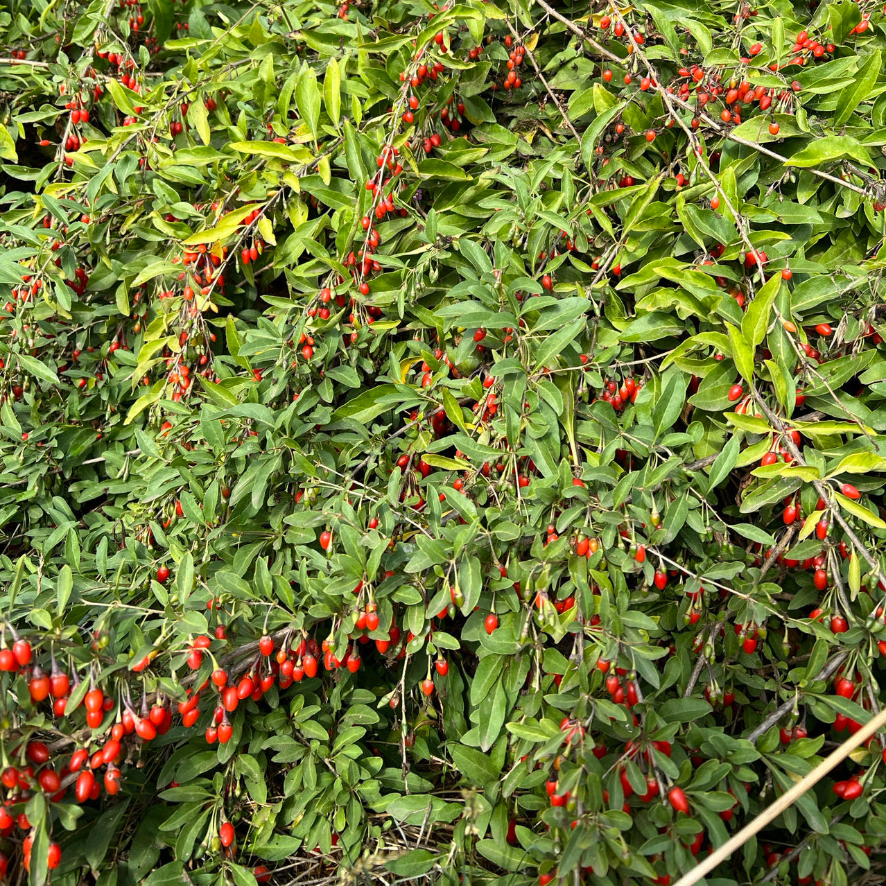 Goji berry plant, wolfberry, Lycium chinense  宁夏枸杞苗  US Seller