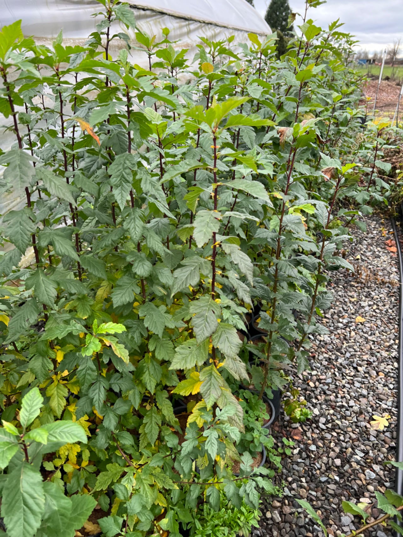 Wild Hawthorn tree, Crataegus monogyna ,Chinese Hawthorn's rootstock 野山楂,山楂砧木
