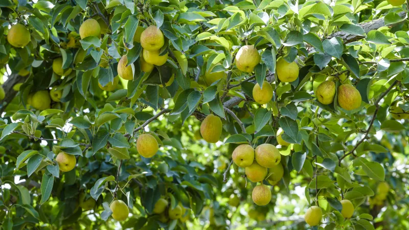 Xinjiang Korla Fragrant Pear tree, Bare root 庫爾勒香梨(コルラシャンリー),库尔勒香梨