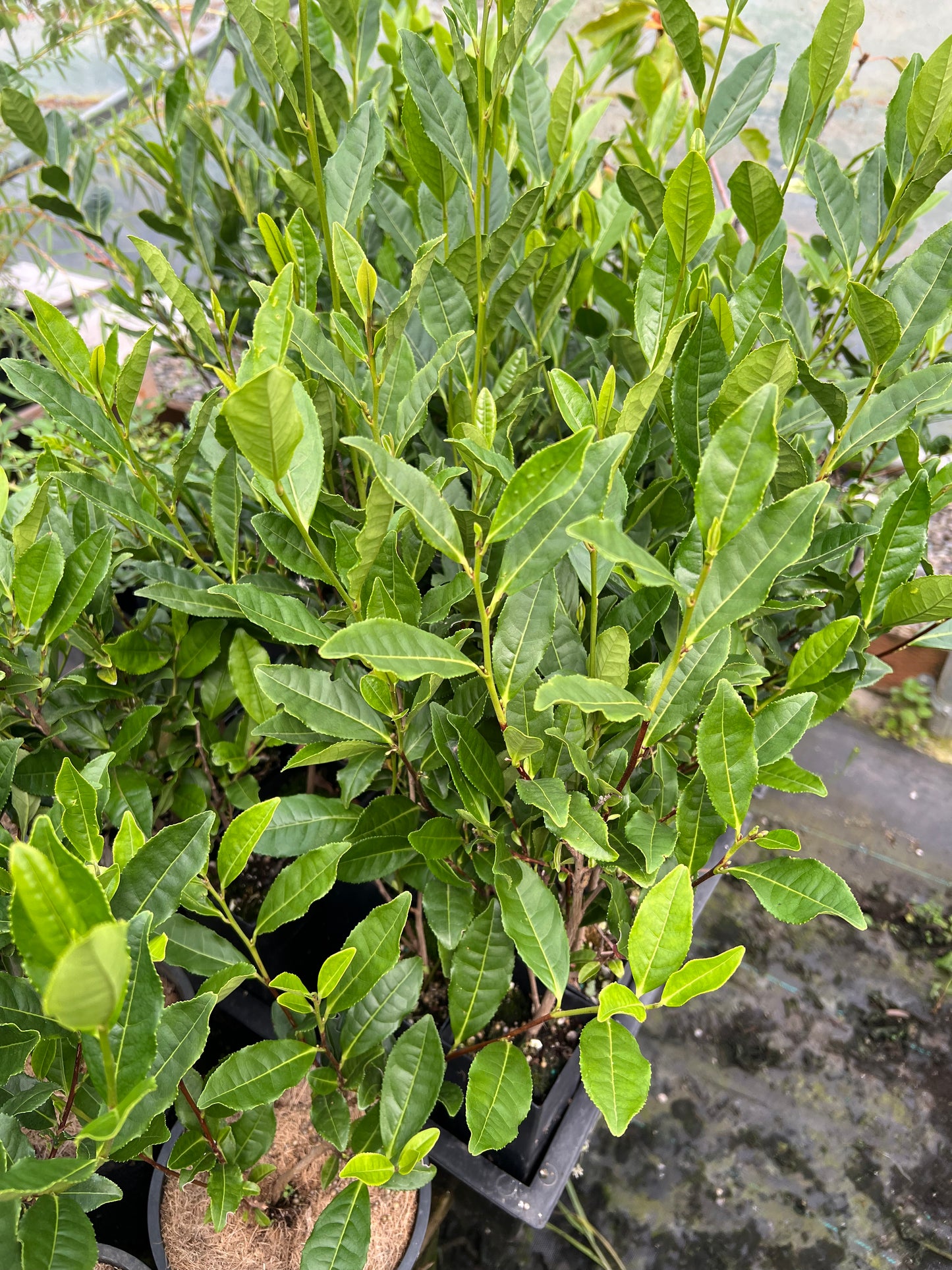 Longjing tea plant.Camellia sinensis, Chinese green tea plant. Dragon Well Green Tea 龙井绿茶苗,龍井茶(りゅうせいちゃ)