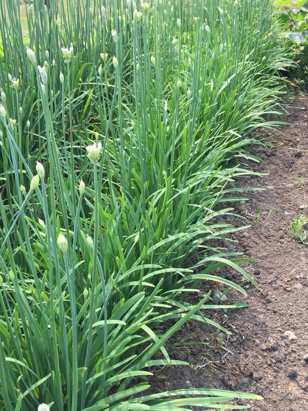 Garlic chives 40 plants.韭菜根