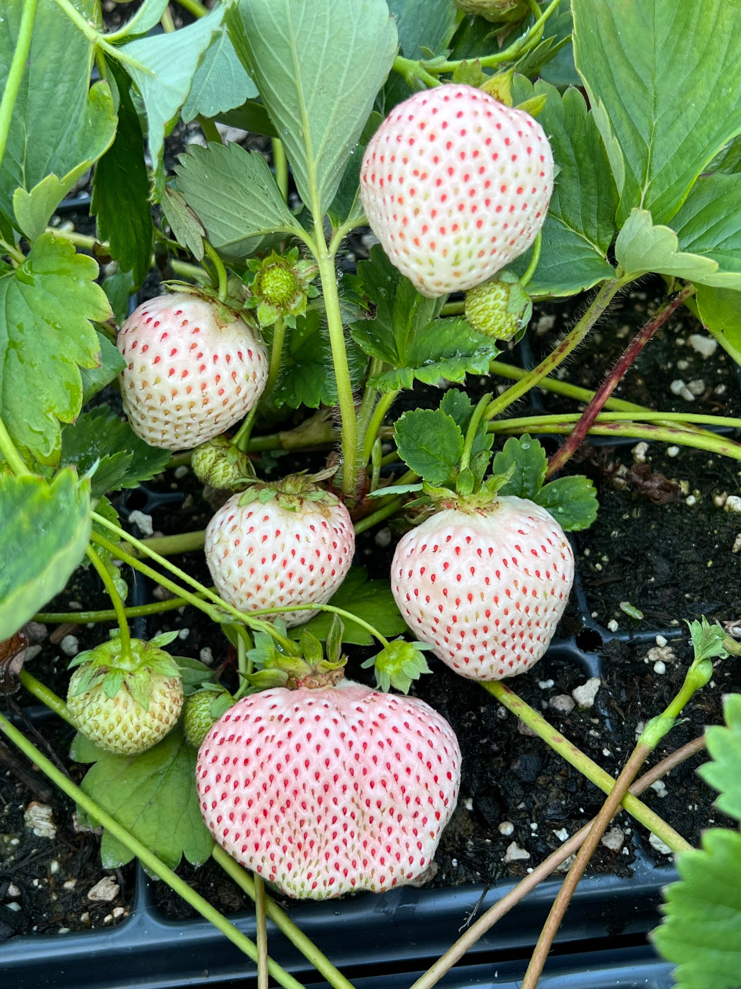 Japanese Angel's Strawberry, White Strawberry, 6 bare root plants,天使のいちご AE