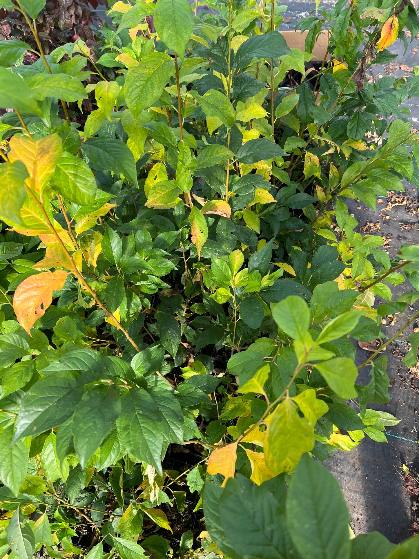 Beauty Plum Tree, Self-fruitful, 36" tall