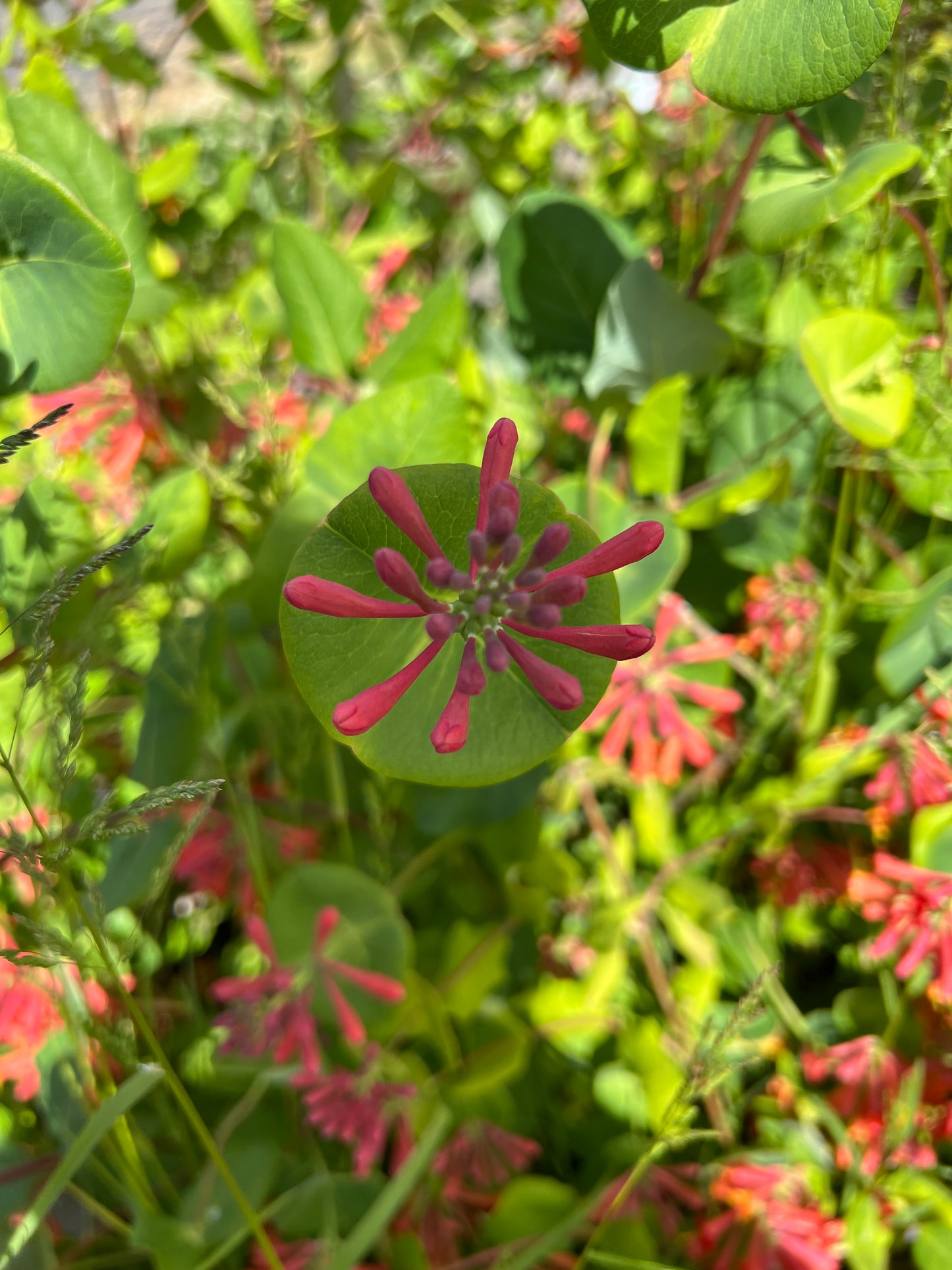 Orange Coral Honeysuckle (Lonicera sempervirens 'Dropmore Scarlet')