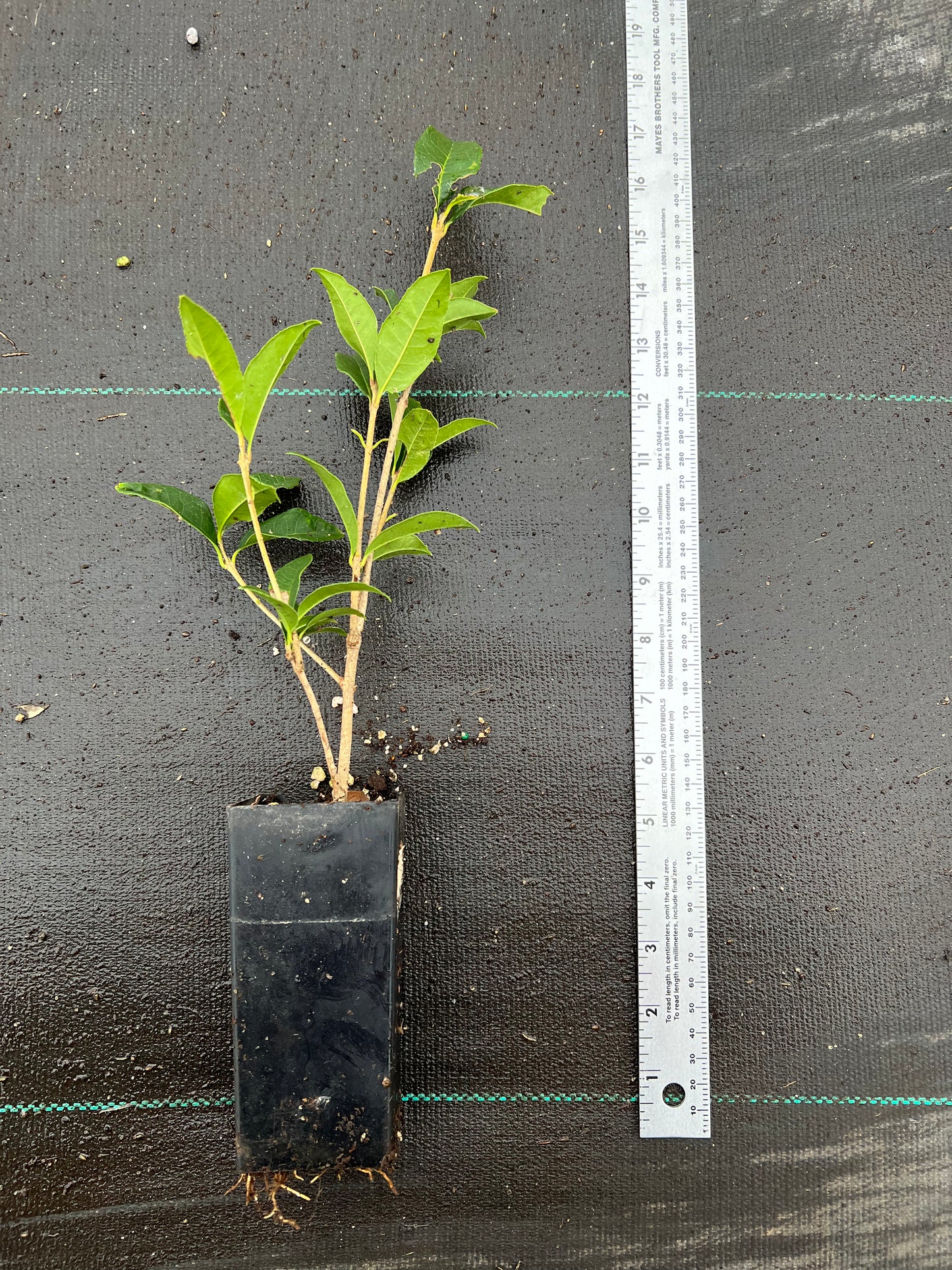 Orange Sweet Osmanthus tree, Fragnant Tea Olive, 丹桂 ,桂花树苗 木犀の花