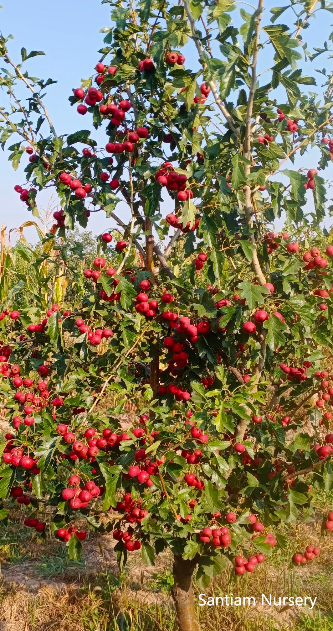Sweet Pearl Chinese Hawthorn tree, bare root, 甜红子,甜山楂,山査子(サンザシ)