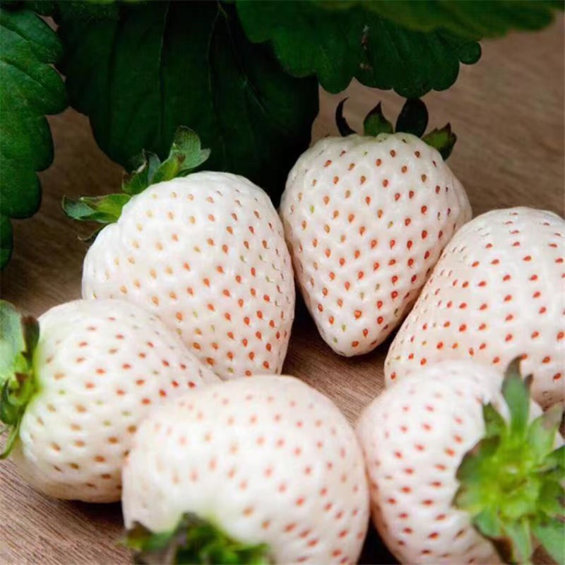 japanese white strawberry seeds Japanese Angel's Strawberry, White Strawberry,天使のいちご AE – Santiam Nursery