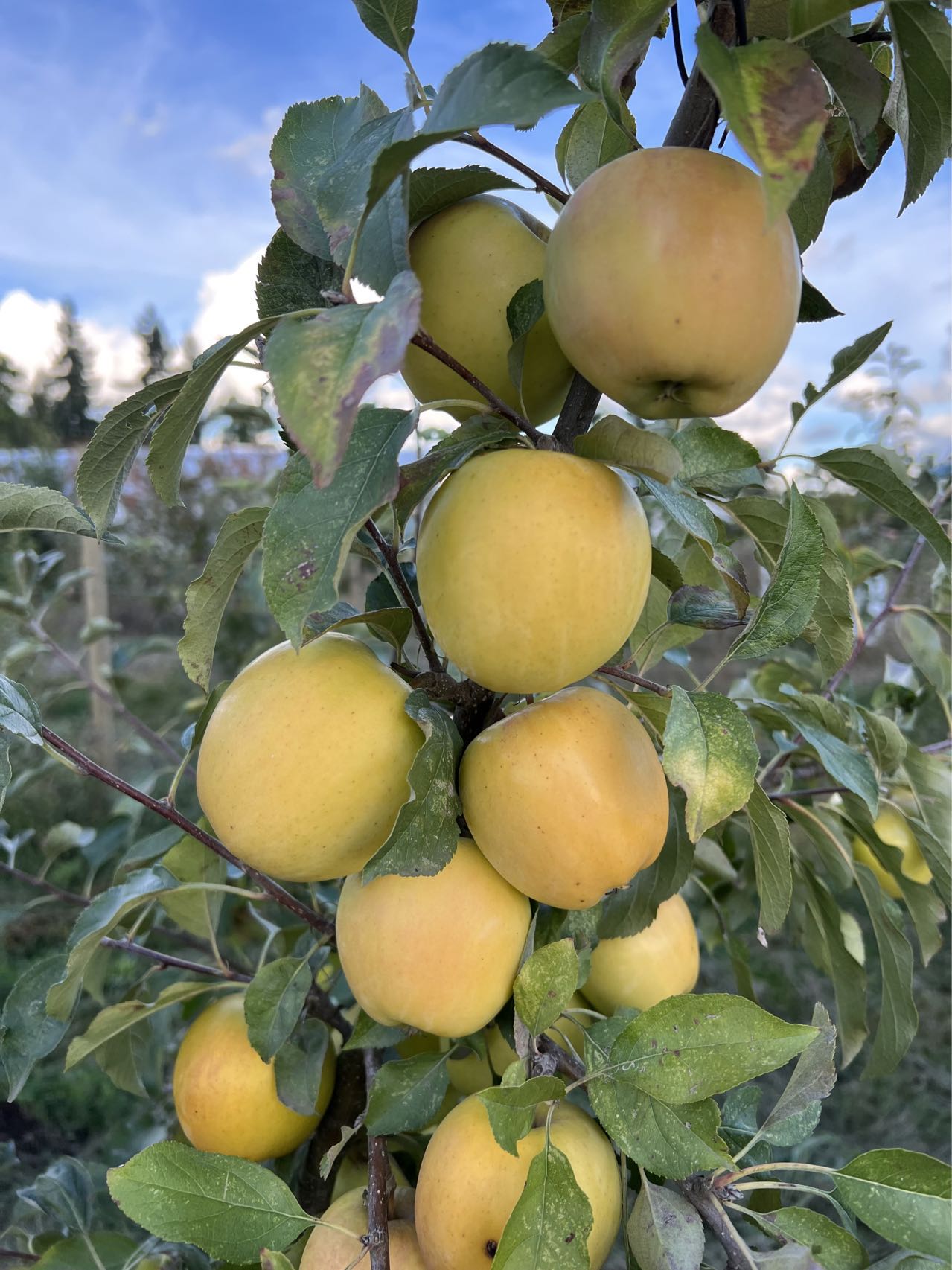 Japanese Aomori Toki apple tree, bare root, 青森水蜜桃蘋果,土岐(拓季)