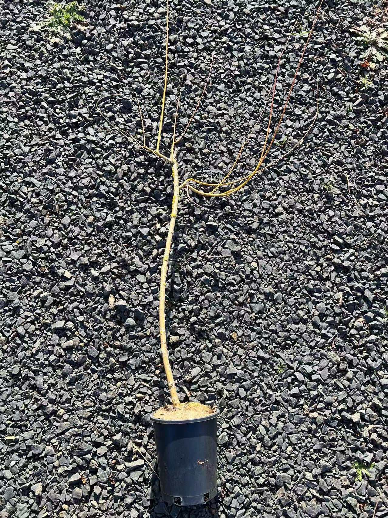 Golden weeping willow plant , perfect for bonsai