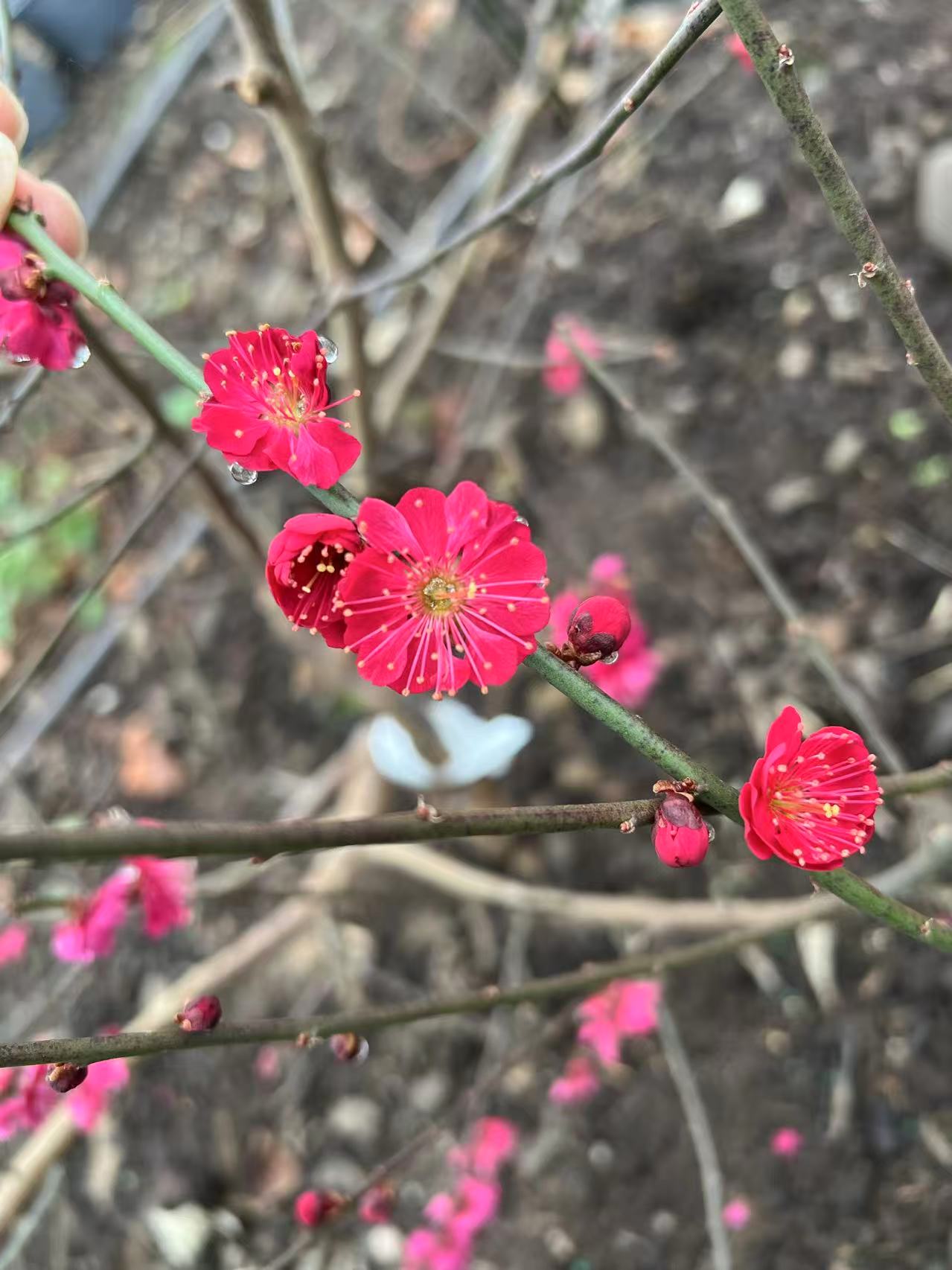 Wuyu Yu Ume Flowering Apricot tree,烏羽玉梅花,乌羽玉梅花, one year small plants, 18"-24" tall