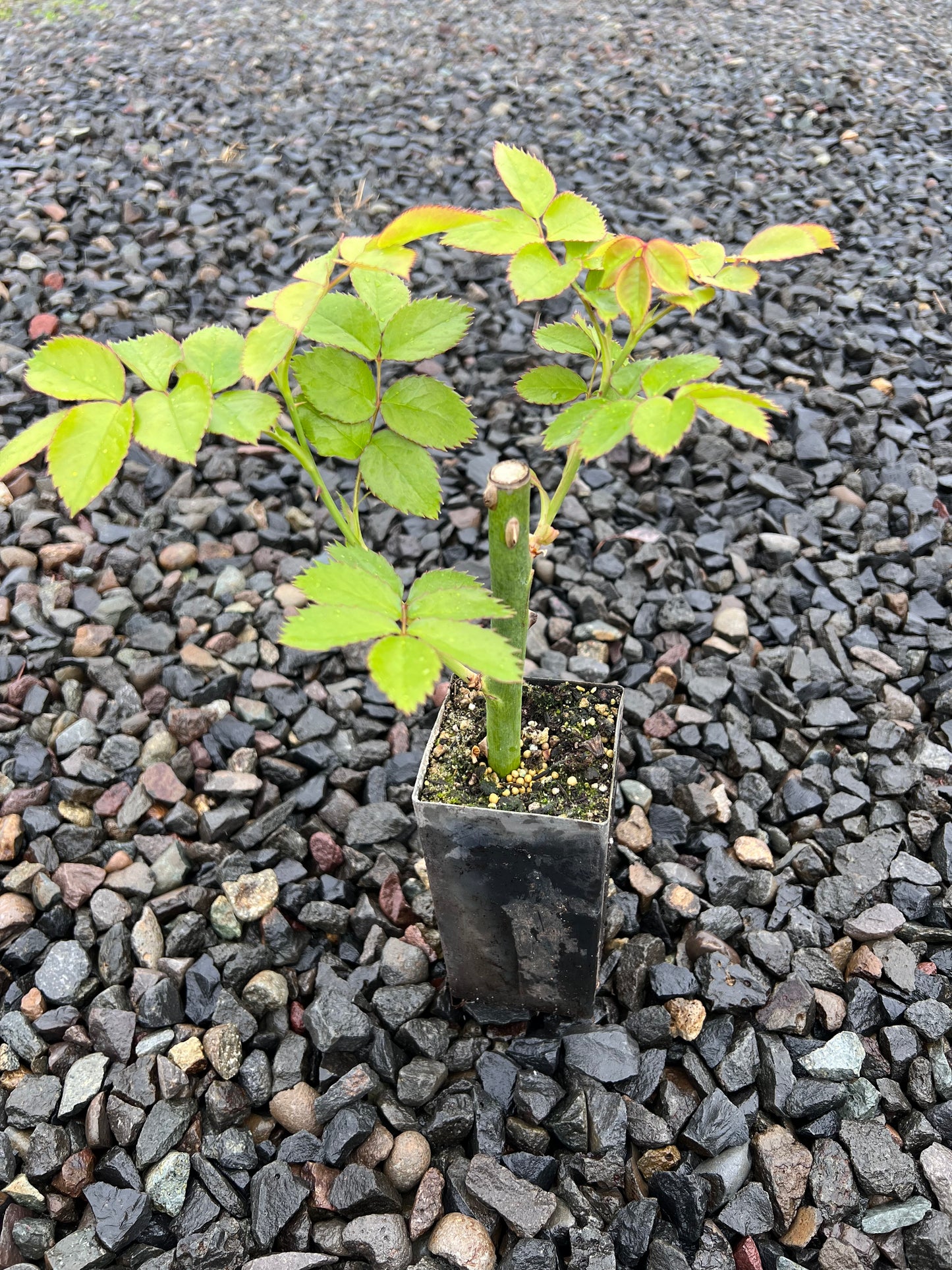 Pink Eden Climbing Rose, Eden Climber,Rosa 'Pierre de Ronsard', Potted