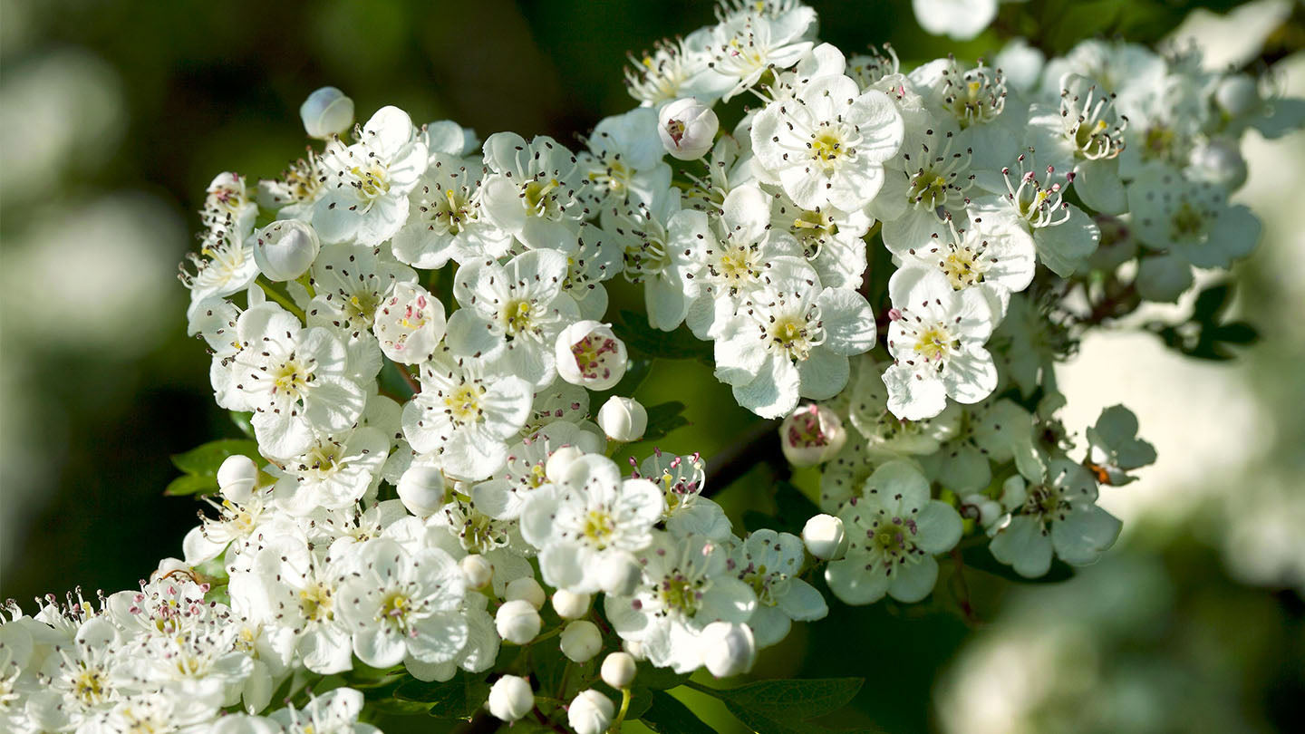 Wild Hawthorn tree, Crataegus monogyna ,Chinese Hawthorn's rootstock 野山楂,山楂砧木