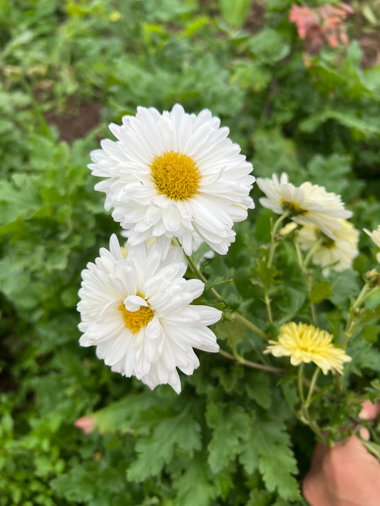 2 pack White Tea Mum, 杭白菊