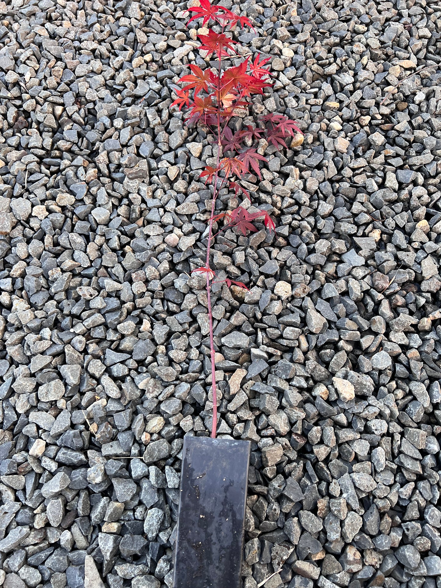 Red Japanese Maple tree,Acer palmatum 'atropurpureum' 伊呂波紅葉 いろはもみじ 日本红枫