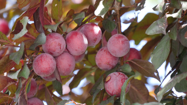 Hollywood Japanese flowering Plum plant 紫叶李 US Seller