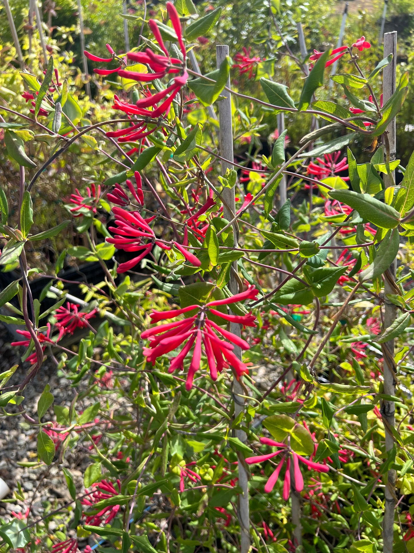 Red Coral Honeysuckle (Lonicera sempervirens 'Major Wheeler')
