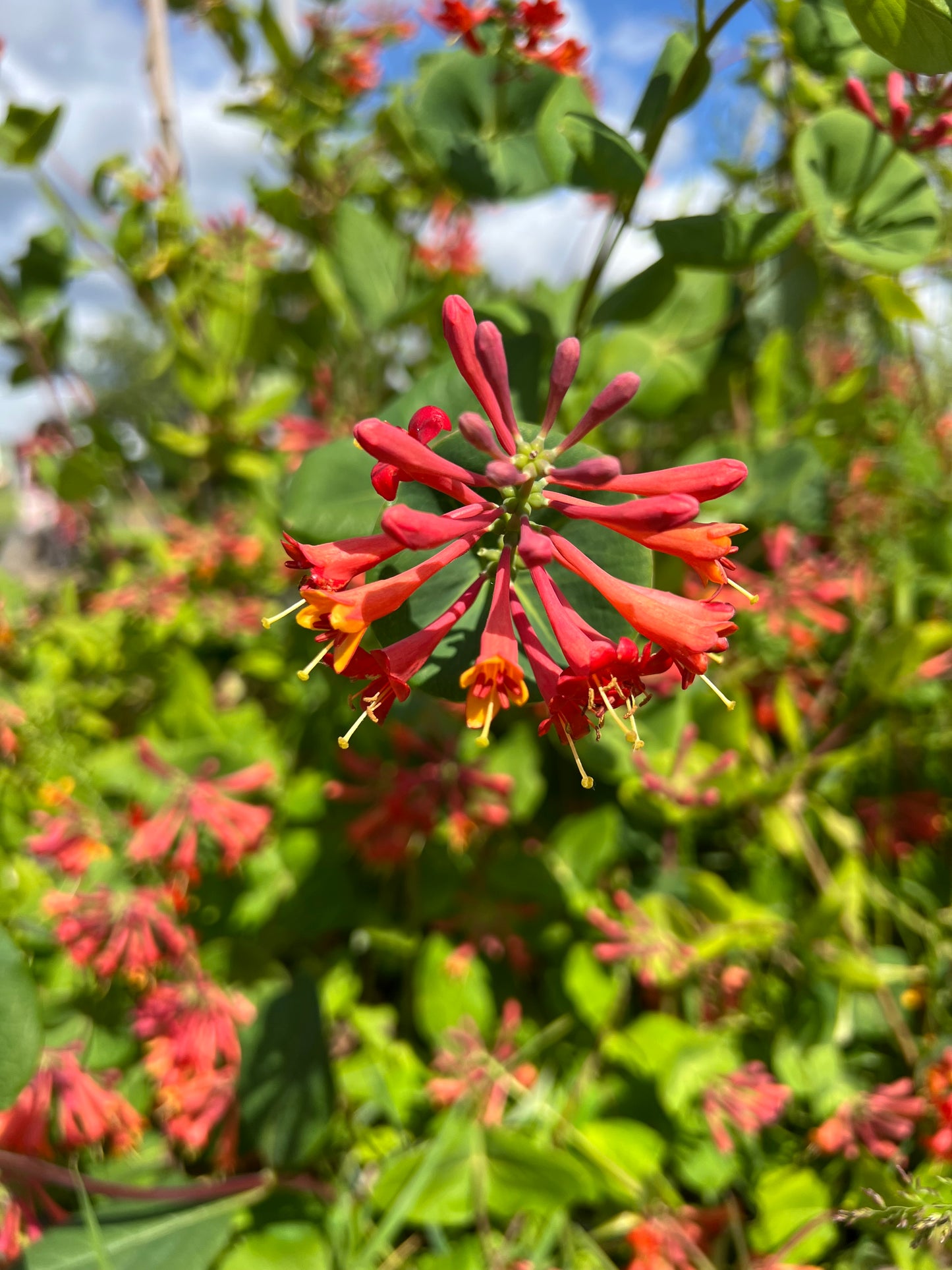 Orange Coral Honeysuckle (Lonicera sempervirens 'Dropmore Scarlet')