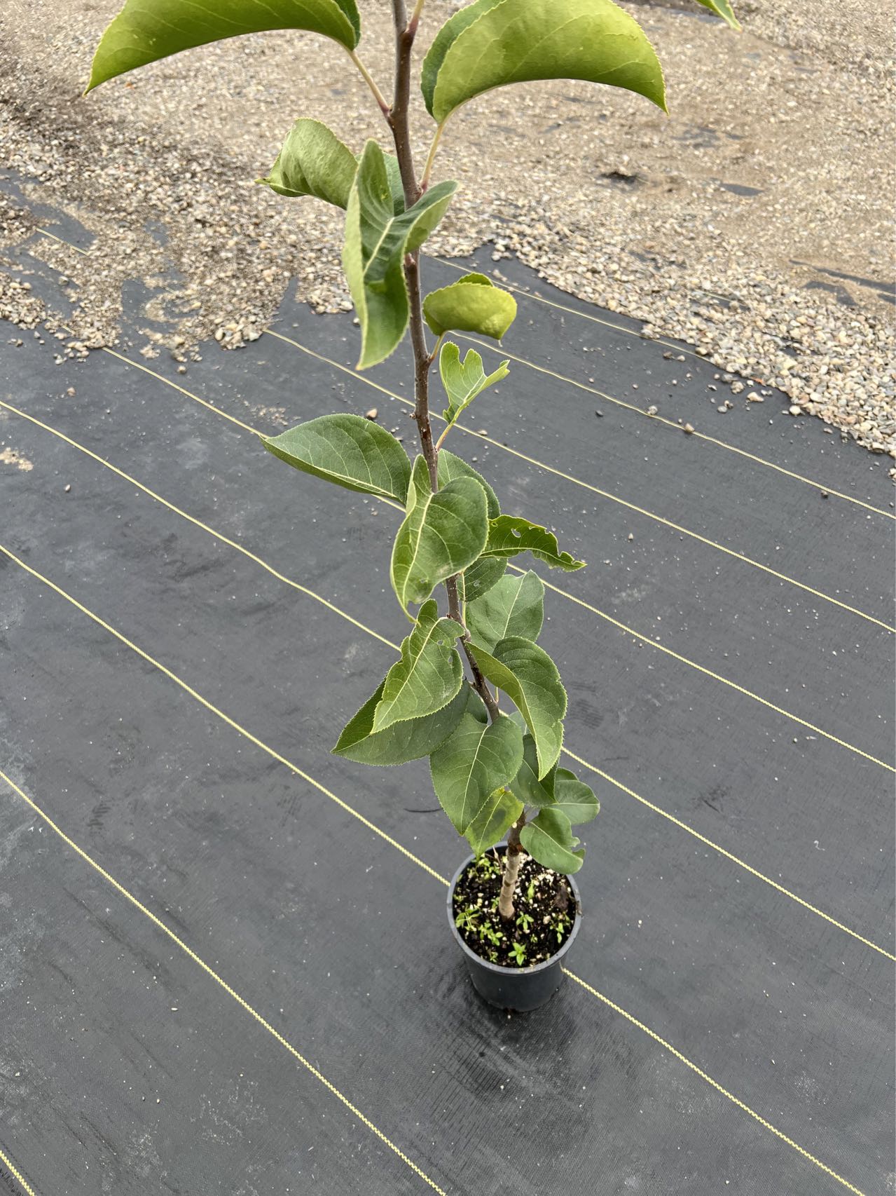Xinjiang Korla Fragrant Pear tree, Bare root 庫爾勒香梨(コルラシャンリー),库尔勒香梨