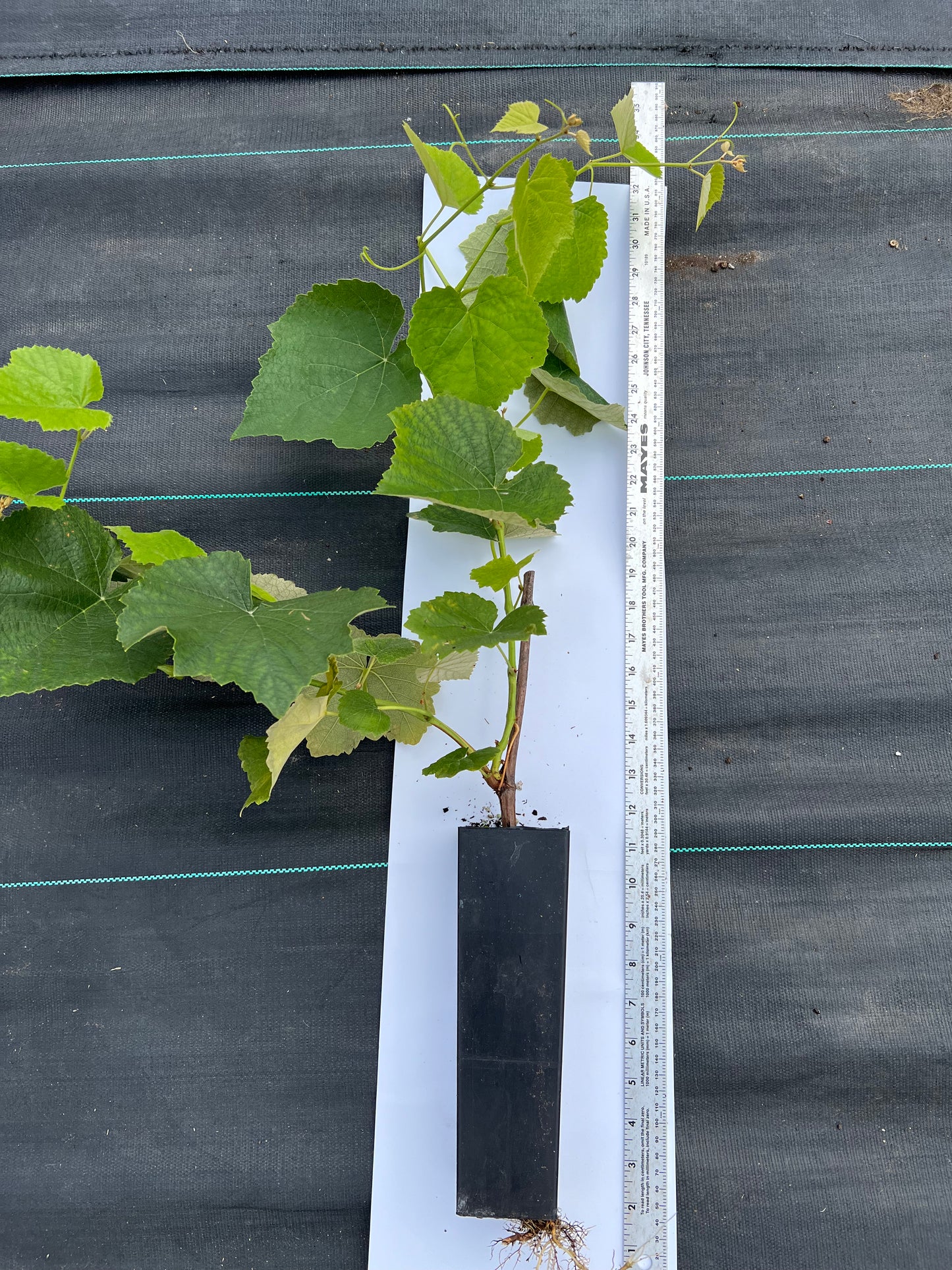 Campbell Early grape plant, 康拜尔早生葡萄苗,キャンベルアーリー