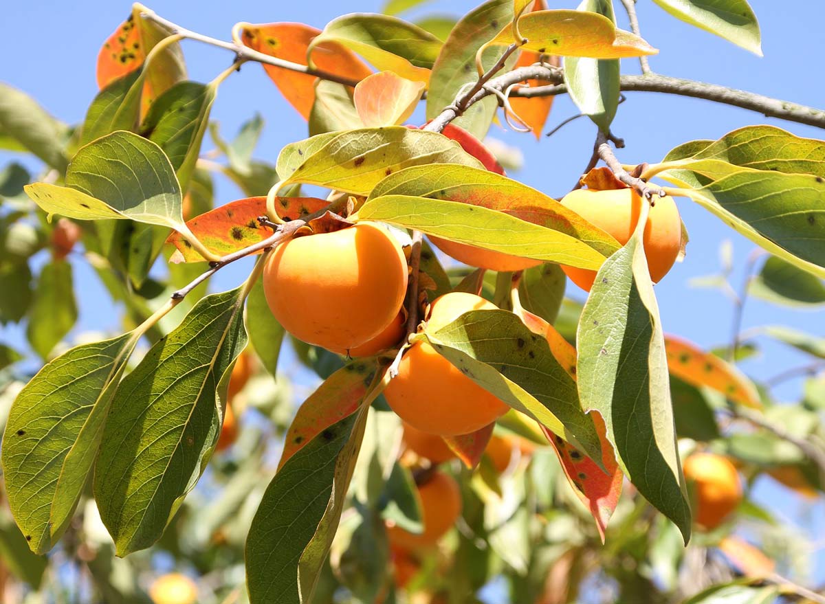 American persimmon tree, Diospyros virginiana seedling