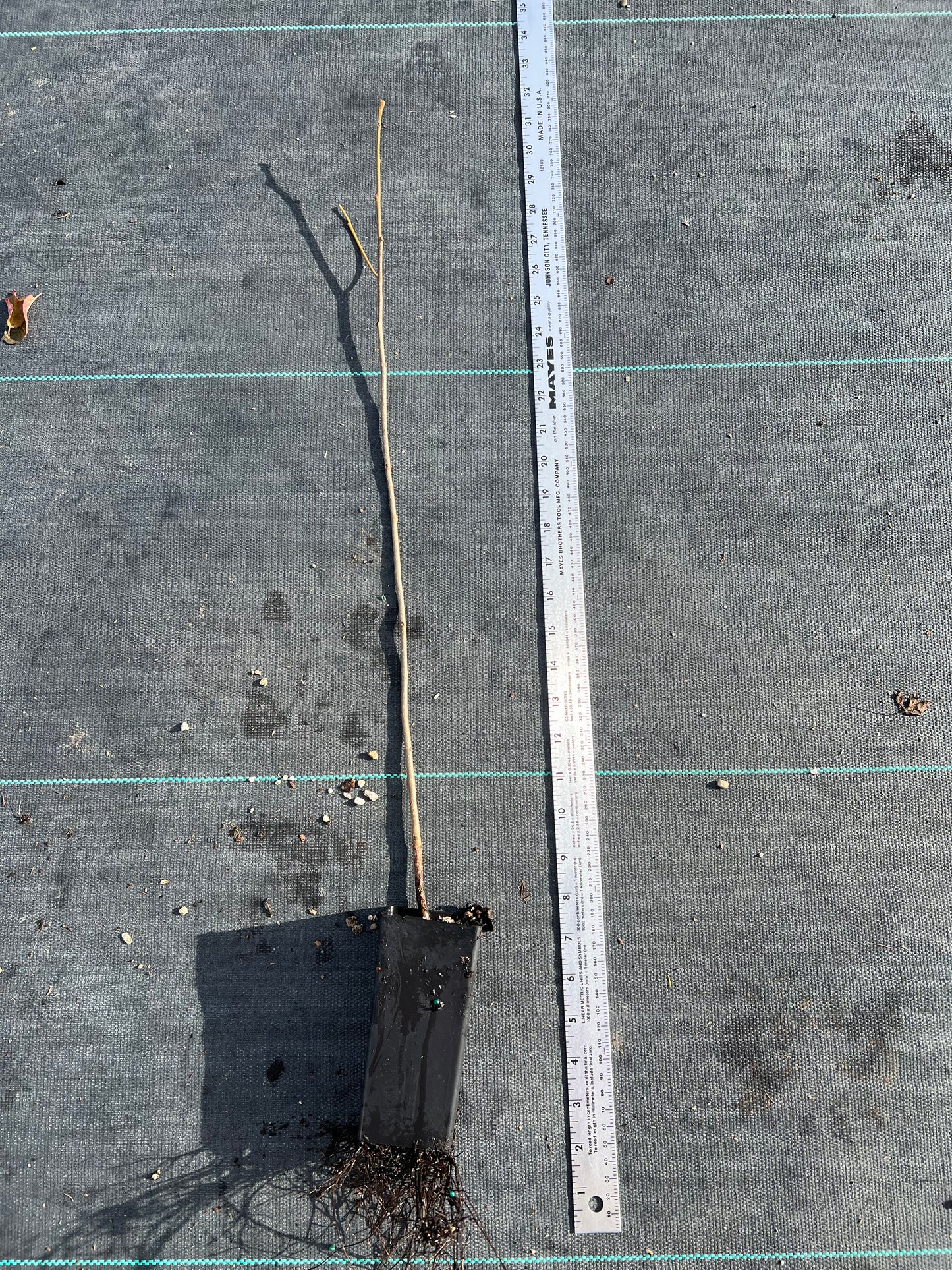 American persimmon tree, Diospyros virginiana seedling