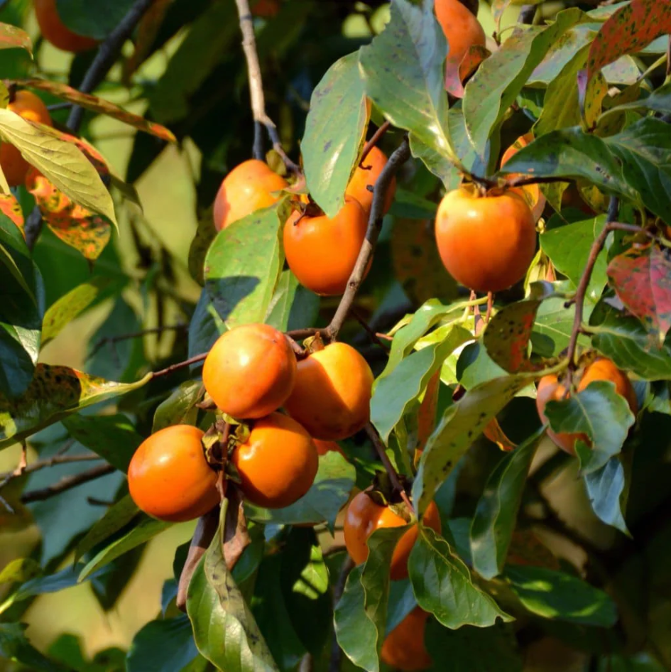 American persimmon tree, Diospyros virginiana seedling