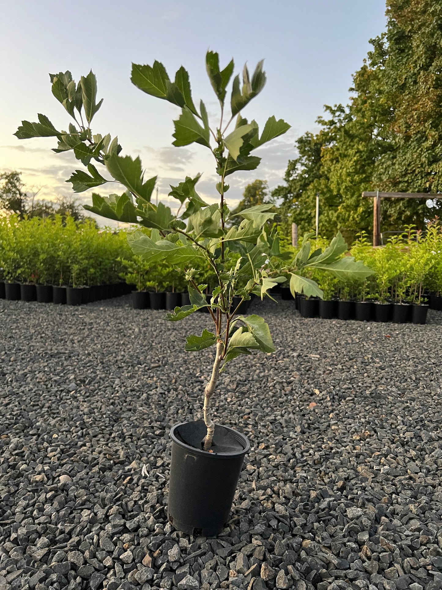 Giant Red Orange Chinese Hawthorn tree, bare root. 金桔红山楂,山査子(サンザシ)