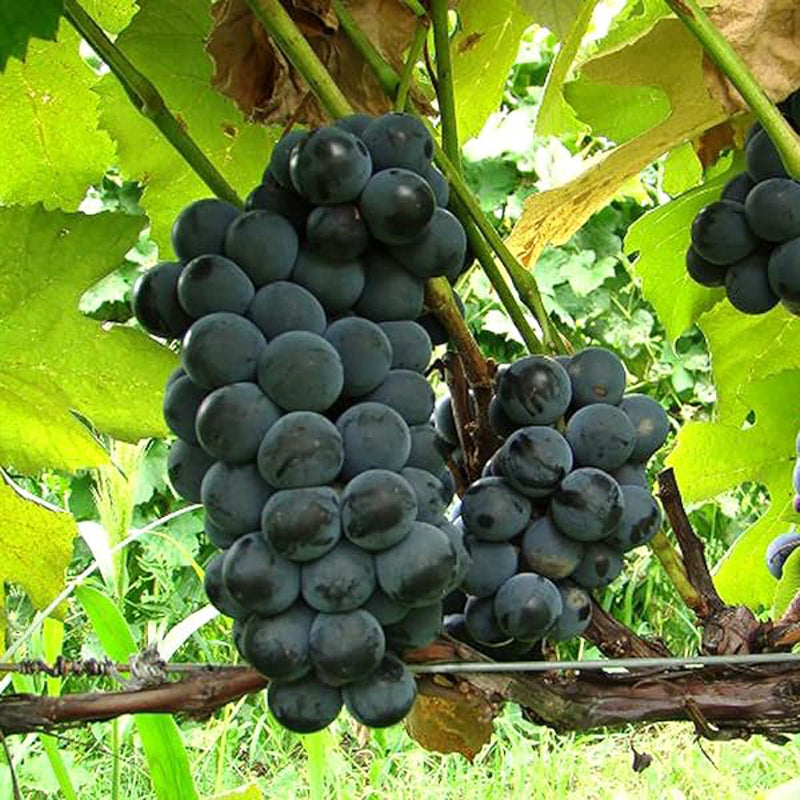 Campbell Early grape plant, 康拜尔早生葡萄苗,キャンベルアーリー