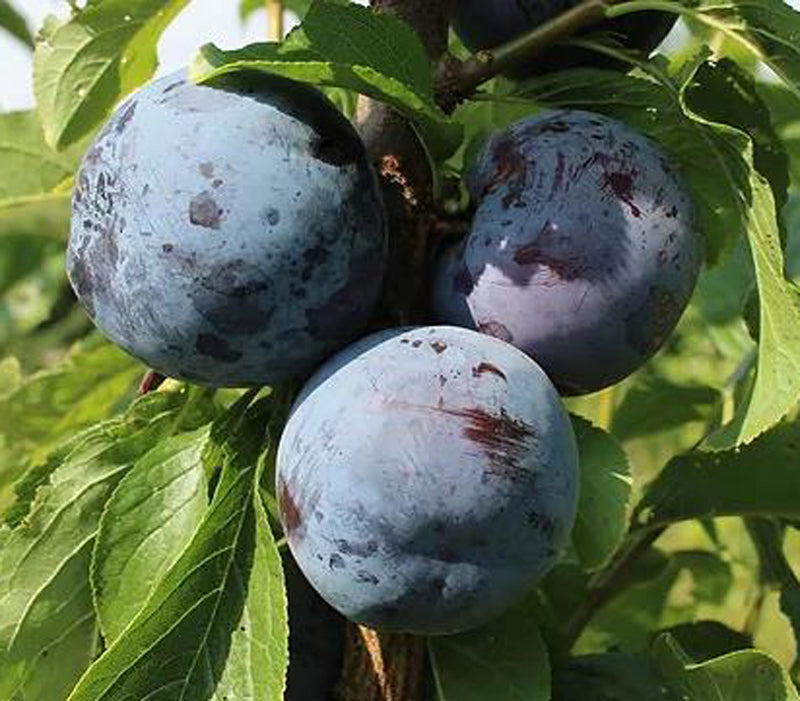 Catalina plum tree