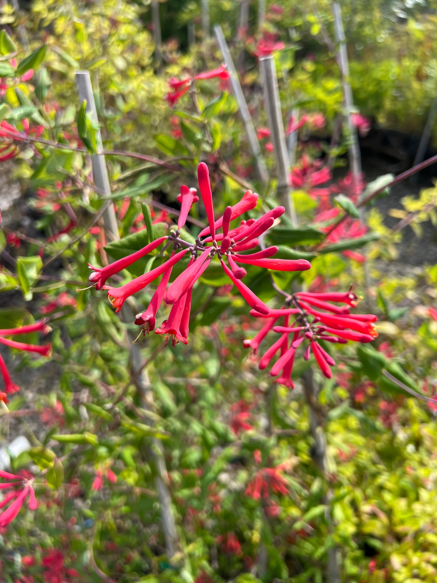 Red Coral Honeysuckle (Lonicera sempervirens 'Major Wheeler')