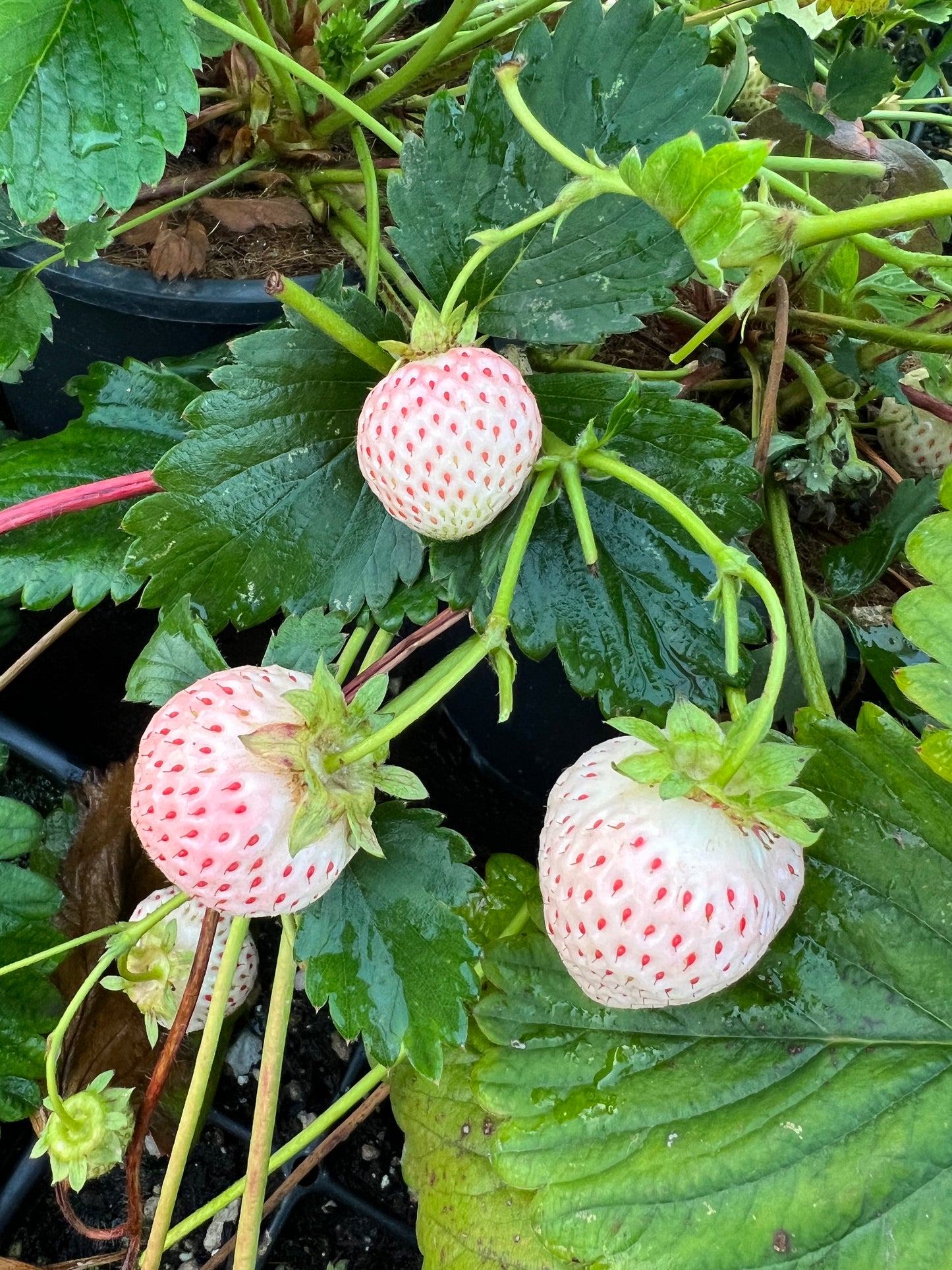 Japanese Angel's Strawberry, White Strawberry, 6 bare root plants,天使のいちご AE