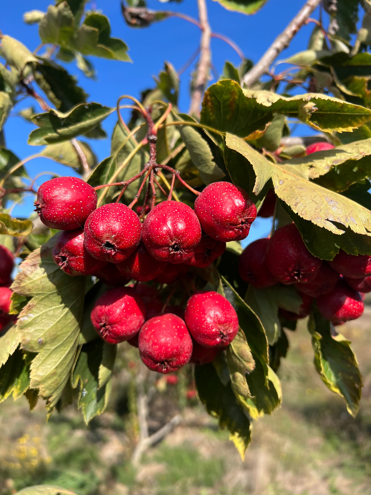 Giant Star Chinese Hawthorn tree, bare root, 大五棱山楂, 山査子(サンザシ)