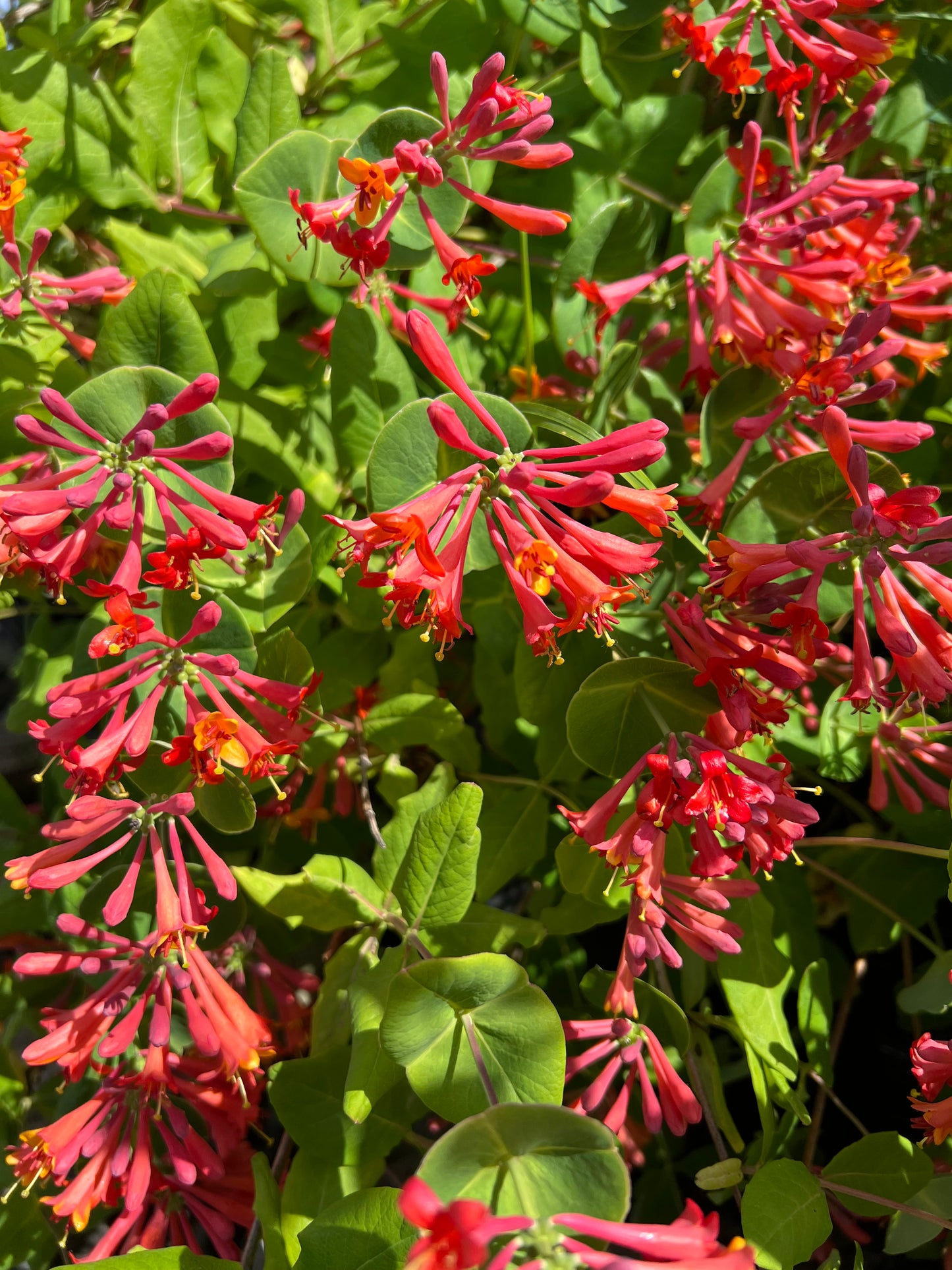 Orange Coral Honeysuckle (Lonicera sempervirens 'Dropmore Scarlet')