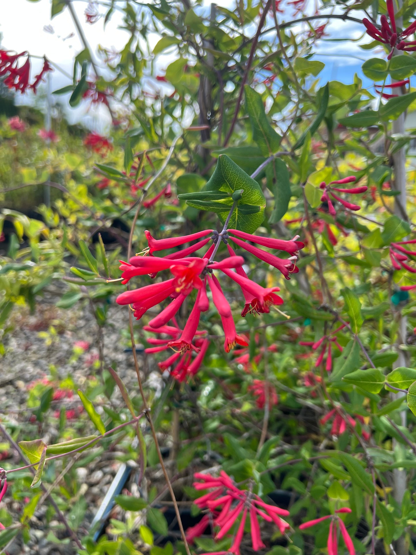 Red Coral Honeysuckle (Lonicera sempervirens 'Major Wheeler')
